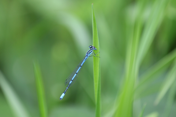 Agrion jouvencelle (Coenagrion puella) &copy; Nicolas Macaire / LPO